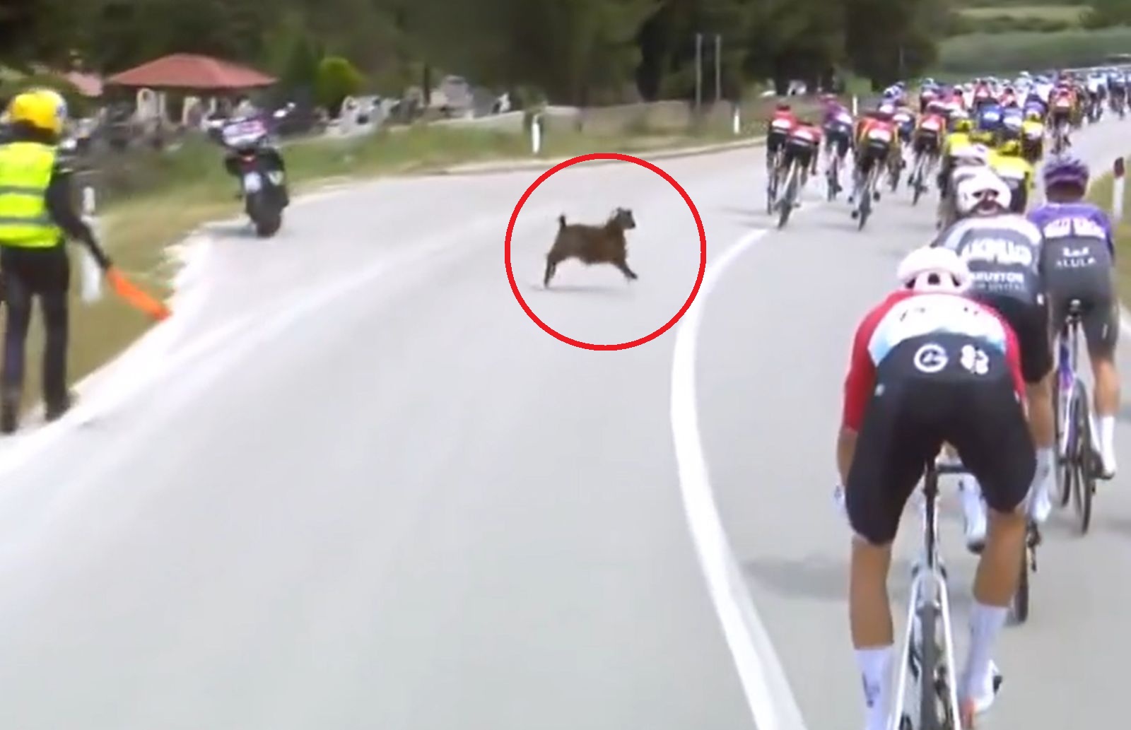 Kolarz najadł się strachu. Tylko spójrz, co go zaatakowało