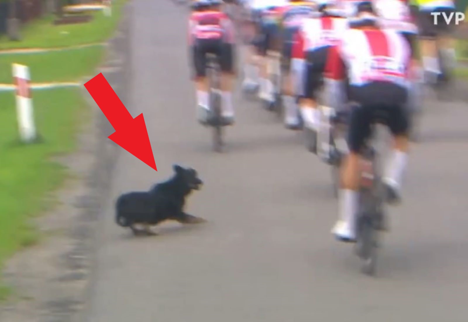 O krok od dramatu na Tour de Pologne. Kamery wszystko nagrały