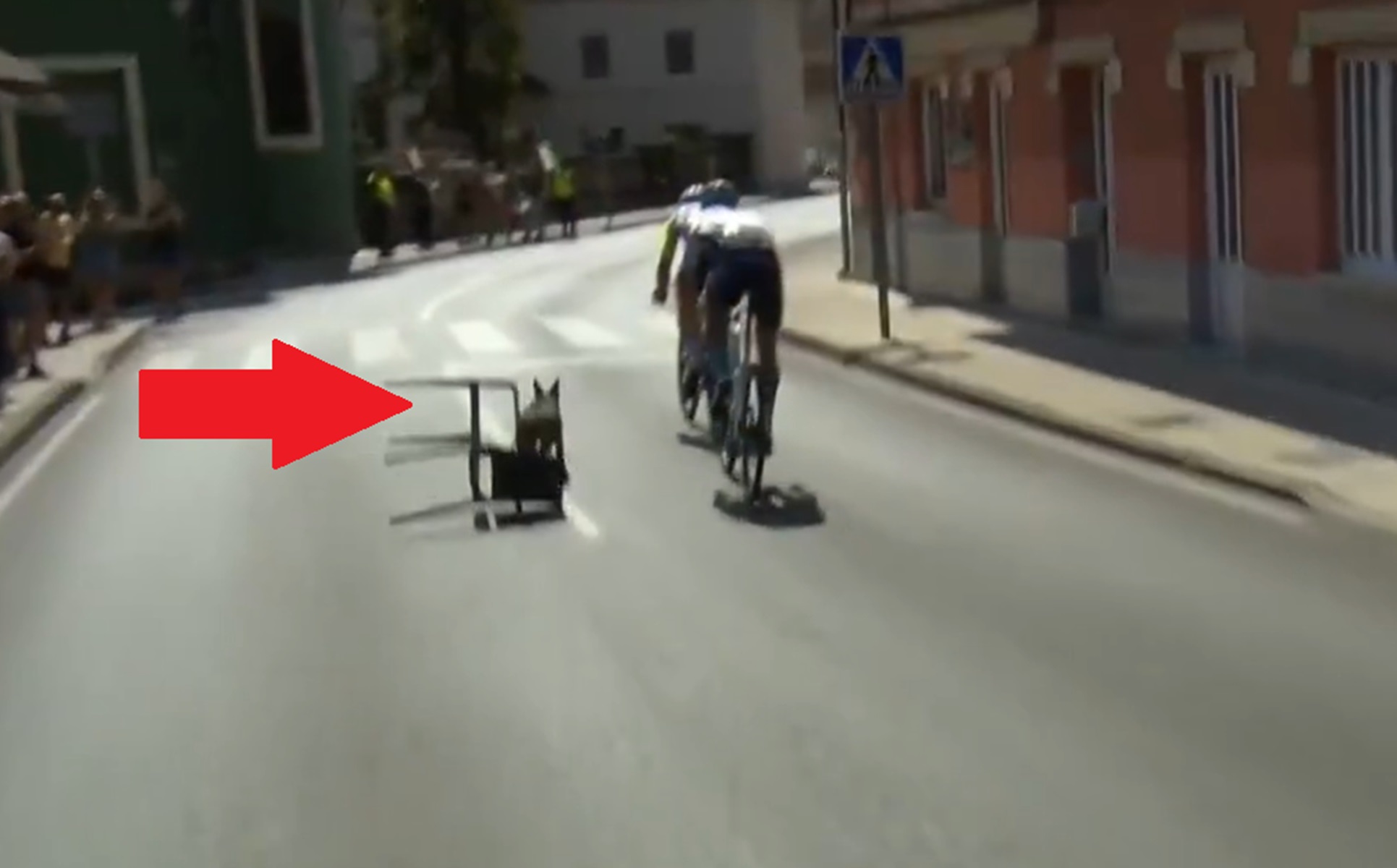 Kuriozalne obrazki na Vuelta a Espana. Dobrze się przypatrz