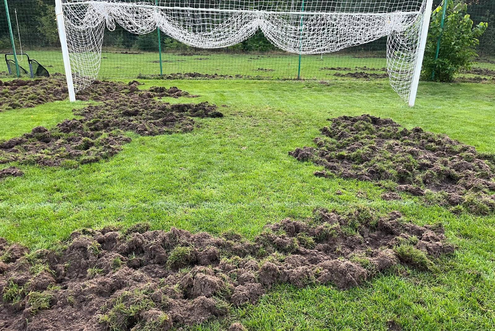 "Pozdrawiamy obrońców zwierząt". Pokazali, co stało się z ich boiskiem