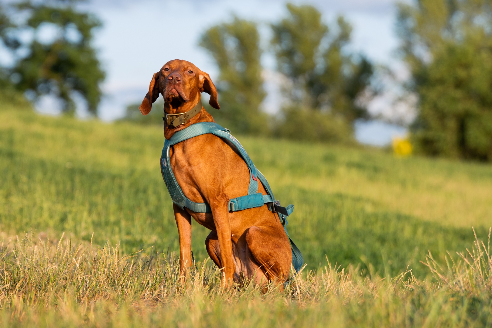 RAW PALEO WARSAW DOG RUN w Warszawie – sportowy dzień przy Centrum Olimpijskim
