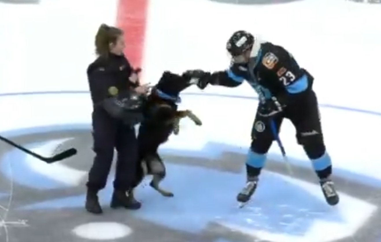 Szokujące sceny na Białorusi. Pies zaatakował hokeistów