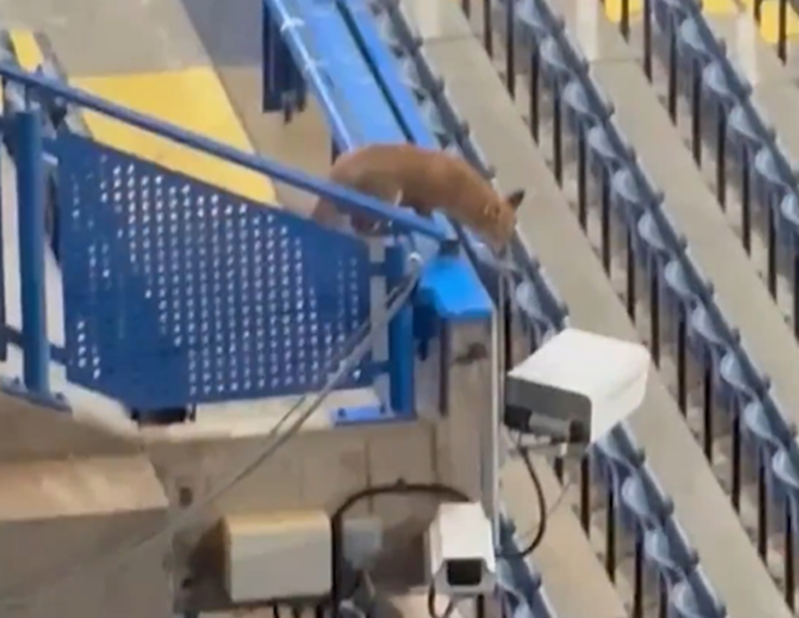 Sceny przed meczem Barcelony. Tylko spójrz, kto grasował po trybunach