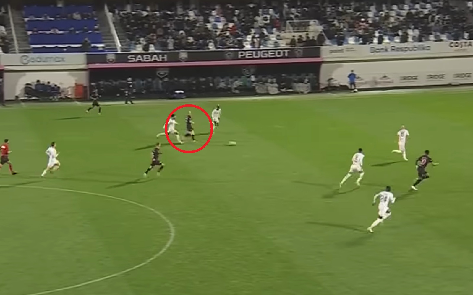 Puchacz znów się pokazał. Zobacz wideo