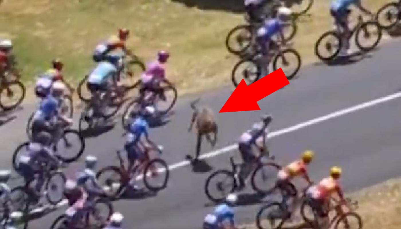 Dramatyczne sceny na wyścigu. Tylko zobacz, co wpadło w kolarzy